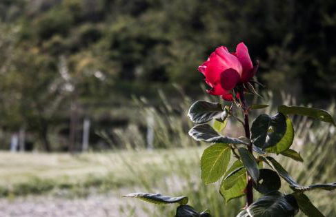 mulino della rivolta - Foto 43