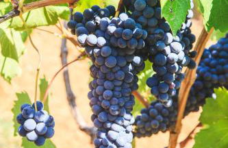 Case Vacanza Podere Risoino - Foto 34