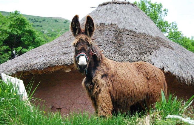 Visita guidata del Poblado Cántabro de Argüeso - Foto 9