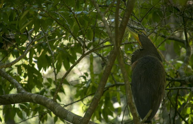 Villas Cabuya Beach & Forest - Foto 57