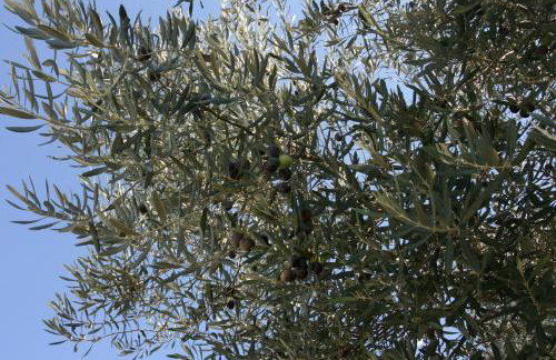 Villa Emma Smoljanci 76 - Foto 34