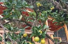 Piccolo Recanto - Foto 9