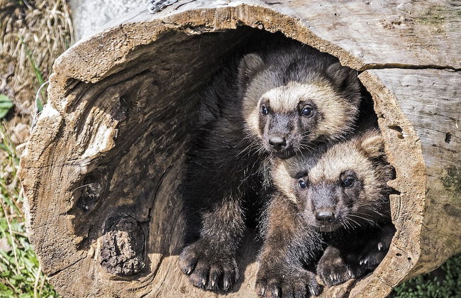 Ranua Resort Arctic Igloos - Foto 22