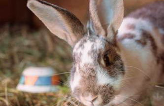 Shropshire House - Foto 31