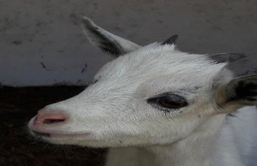 Hallmannshof - Foto 15