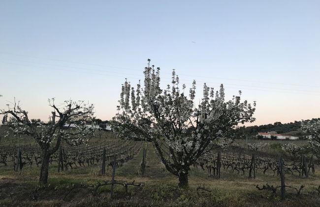 Casa Relógio de Sol - Foto 41
