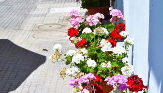 Villino La Perla Azzurra- Marina di Pisa - Foto 5, Garden view