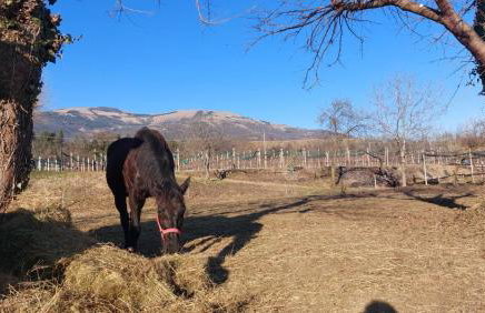 La Caneveta al Piave - Foto 31
