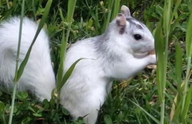 Life's Good Retreat Bear Cottage - Foto 45