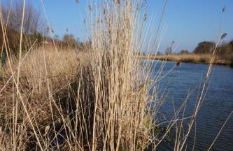 FeWo EG am Fluss mit Terrasse - eine grüne Oase - Foto 43