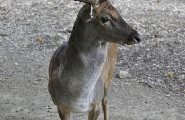 Villapiana Country House - Foto 20