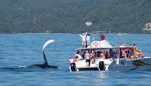 Learn why Samaná is the perfect spot to go whale watching