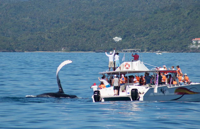 Whale Watching + Cayo Levantado Day Trip - Photo 5