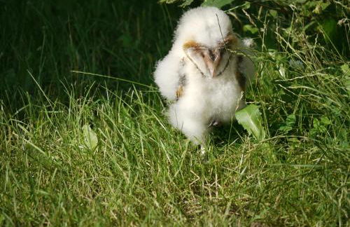 Deelenwohnung - Foto 33