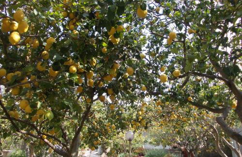 Residence Limoneto Ischia - Foto 48