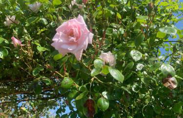 Les Roses-Plain-pied-St Valery & Le Crotoy à 10min - Foto 14