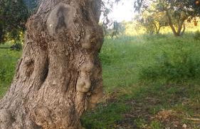 Il Giardino del sole - Foto 124