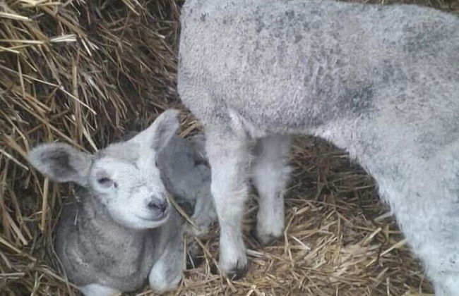 Alex Factory - Foto 38