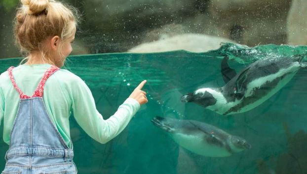 Observando o aquário dos pinguins