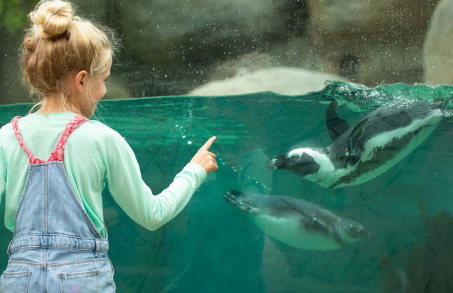 Entrada al Zoo de San Diego - Foto 5