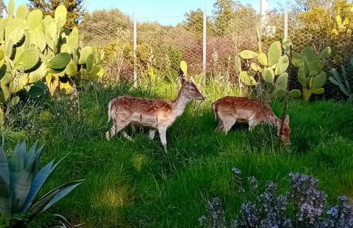 La Fattoria Delle Tartarughe - Foto 6