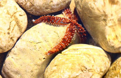 Apartmani Vesna - Foto 35