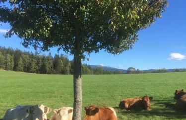 Komfortable Wohnungen und Studio in Sankt Englmar - Foto 43