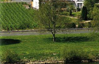 Weingut Bernd Hermes - Foto 10