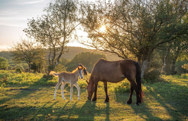 Sailmaker's Cottage - Foto 24