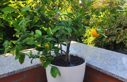 Flussperle - Foto 40