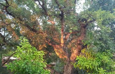 Sotogrande. Estancia privada en plena naturaleza - Foto 20