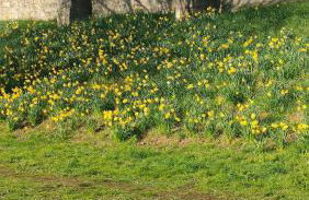 Victorian Farrar Cottage - Foto 52