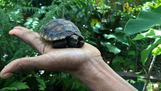 Conoscendo le tartarughe della Guyana
