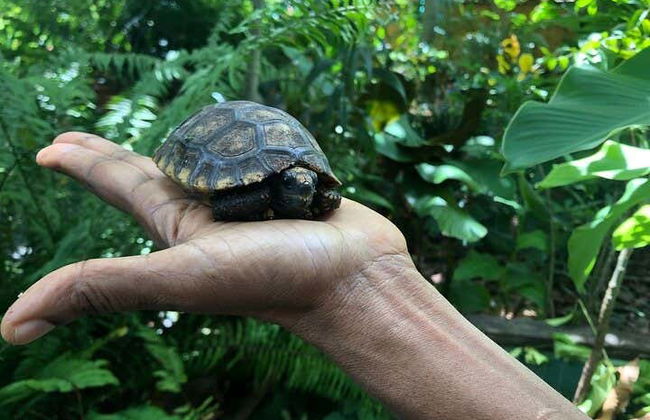 Tour de la Magenta de 1 centavo de la Guyana Británica - Foto 5