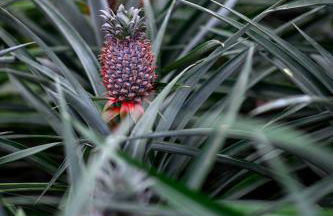 Pineapple Studio - Photo 51