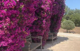 Finca El Idilio - Foto 4