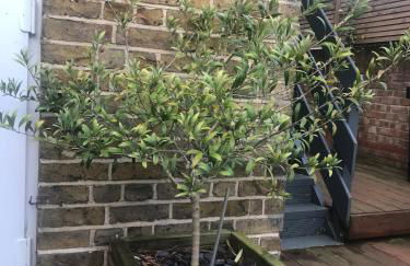 Seaside private garden - Foto 19