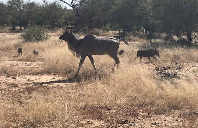 Leadwood Tree Safari Lodge - Foto 25