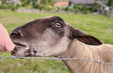 Hospedagem Zilz - Foto 32