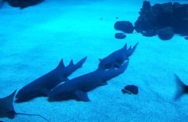 Las Canteras Aquarium - Foto 7