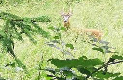 Vetrate sul bosco - Foto 35