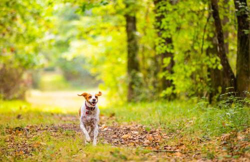 La Sellerie - Foto 16