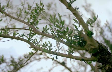 Villa Zefiro - Suites & Events - Foto 46