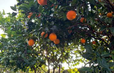 South Italy summer house - Photo 24