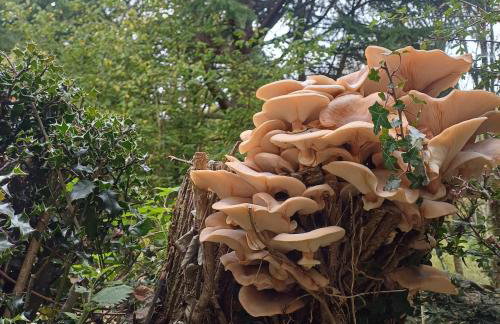 Offa's Hideaway - Wye Valley - Foto 21