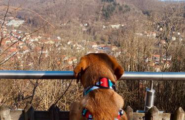 MeLou Fewo Harzruhe Wellness - Foto 31