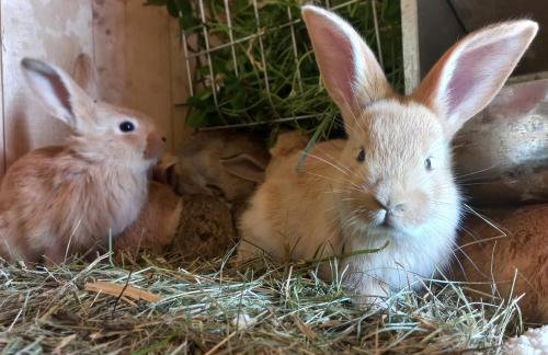 POD STARĄ PODKOWĄ komfortowy domek z kominkiem - Foto 38