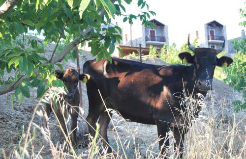 Arodamos Guesthouse - Foto 57