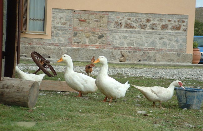 Sant'Apollinare - Foto 27