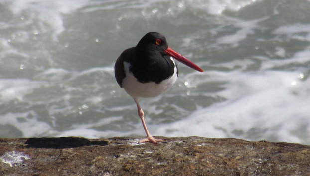 Tour por las playas de Imbituba - Foto 3, Conoceremos la fauna que habita en las playas de Imbituba
